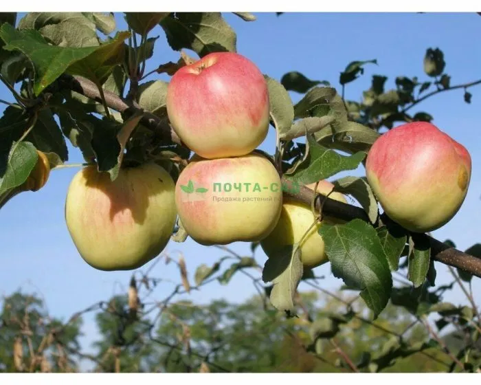 gornyy-sinap-291-1-215168