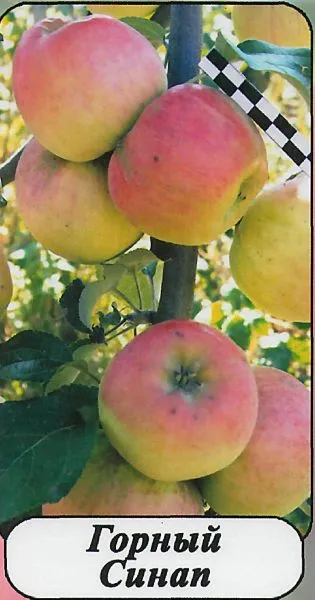 gornyy-sinap-291-2-215168