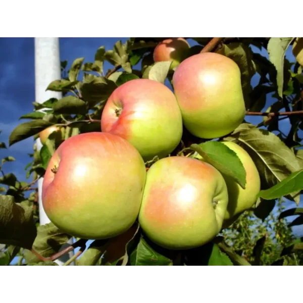 gornyy-sinap-291-5-215168