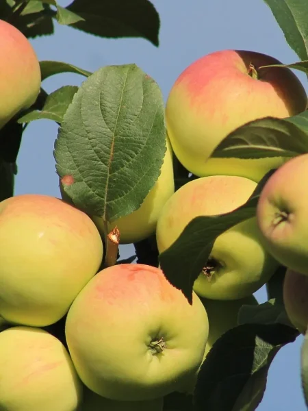 gornyy-sinap-291-6-215168