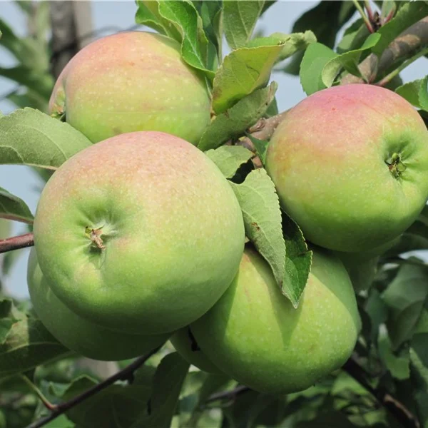 gornyy-sinap-291-7-215168