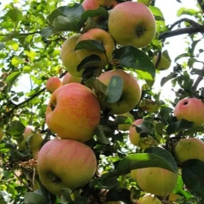 gornyy-sinap-291-8-215168