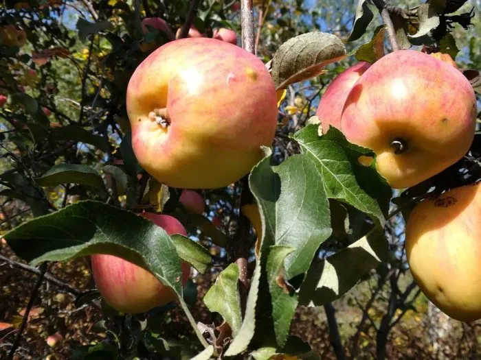 gornyy-sinap-291-main-215168