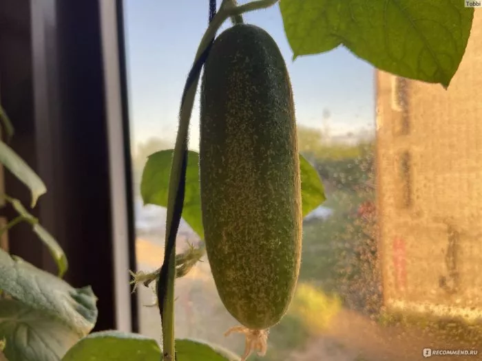 gorodskoy-ogurchik-2-202100