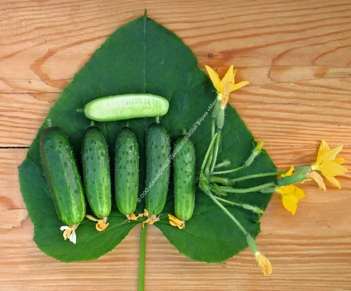 gorodskoy-ogurchik-4-202100