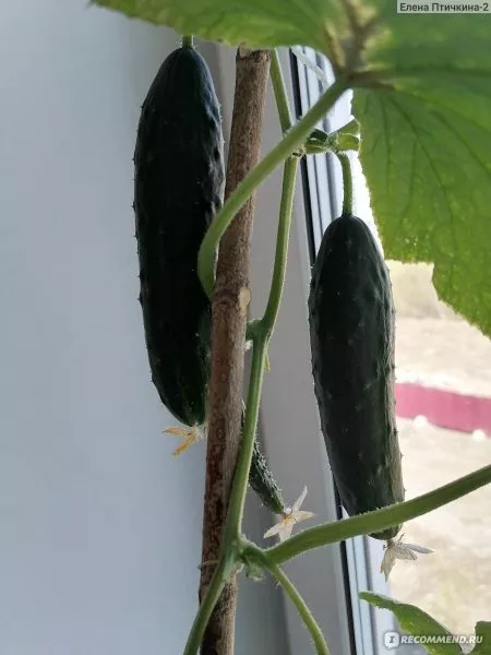 gorodskoy-ogurchik-6-202100