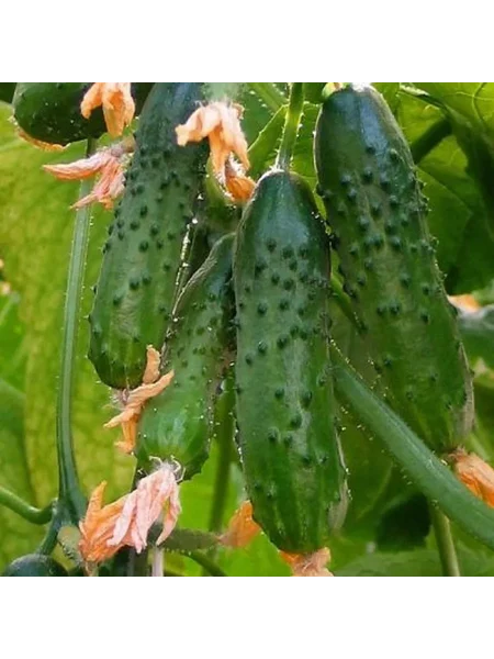 gorodskoy-ogurchik-main-202100