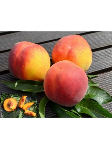 harrou-daymond-1-223998