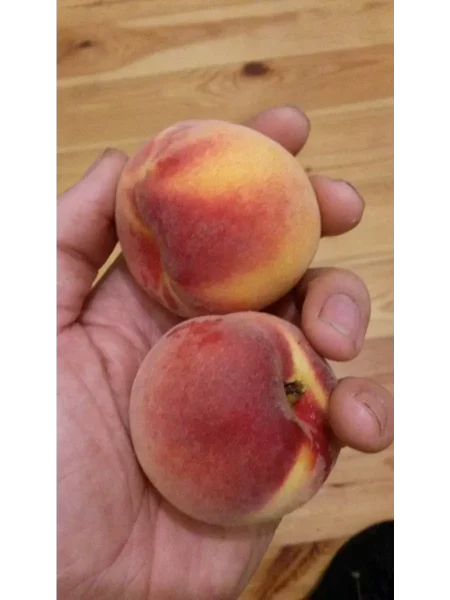 harrou-daymond-2-223998