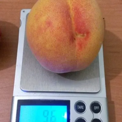 harrou-daymond-5-223998