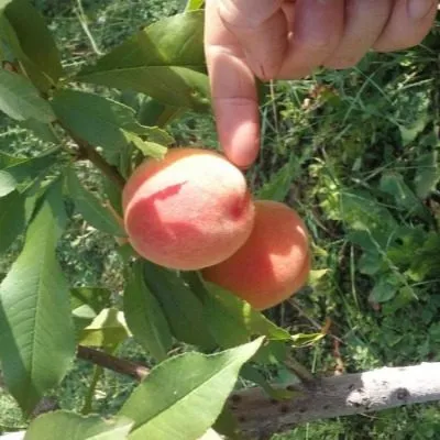 harrou-daymond-6-223998