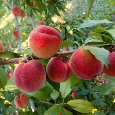 harrou-daymond-7-223998