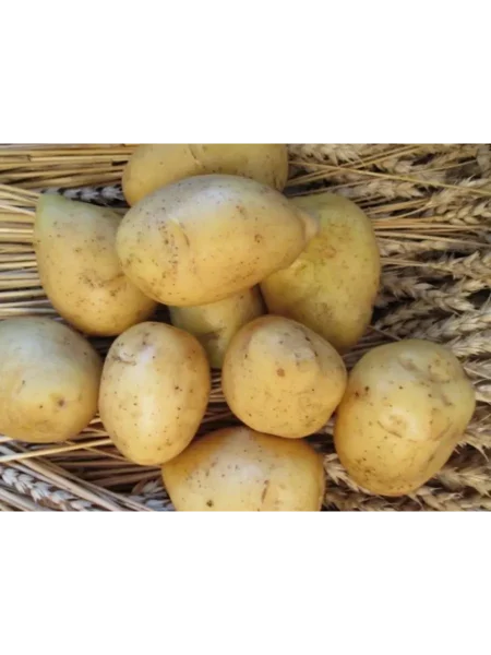 havroshechka-2-211826