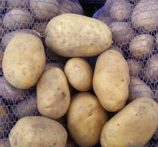 havroshechka-4-211826