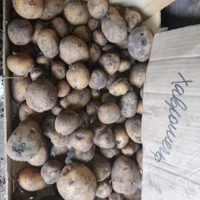 havroshechka-6-211826