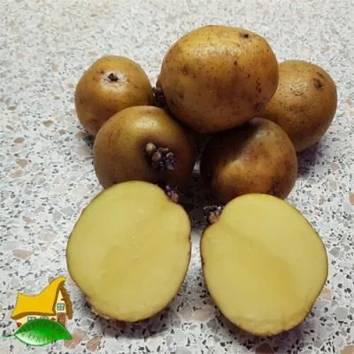 havroshechka-7-211826