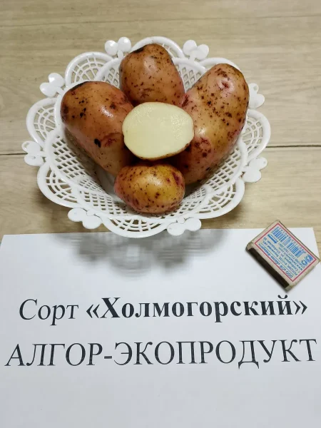 holmogorskiy-1-211662