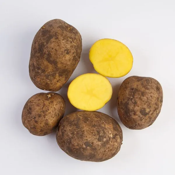 holmogorskiy-2-211662