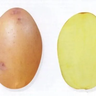 holmogorskiy-3-211662