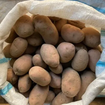 holmogorskiy-6-211662