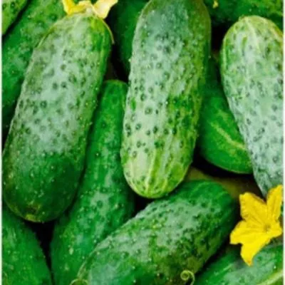 hrustyaschaya-gryadka-3-205817