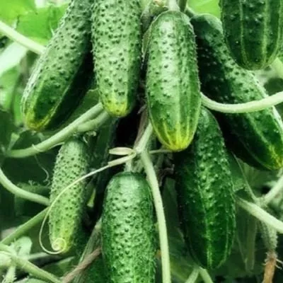 hrustyaschaya-gryadka-5-205817