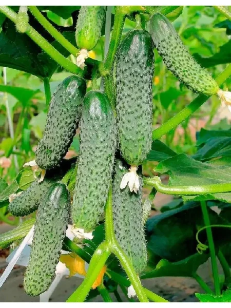 hrustyaschaya-gryadka-main-205817