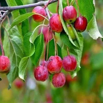 hubeyskaya-main-215118