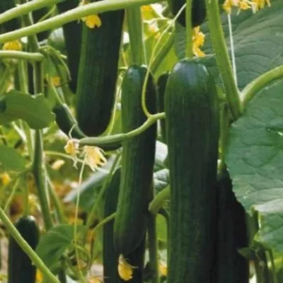 infiniti-main-203139