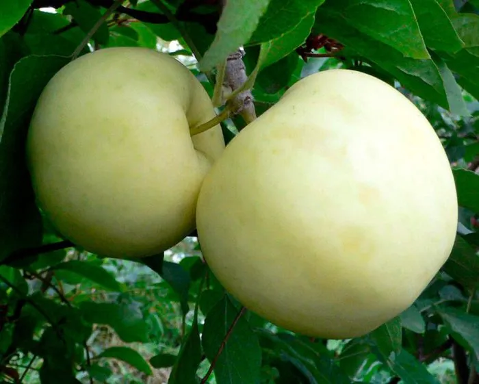 iset-belaya-2-217753