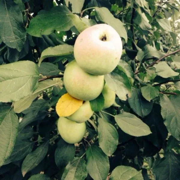 iset-belaya-3-217753