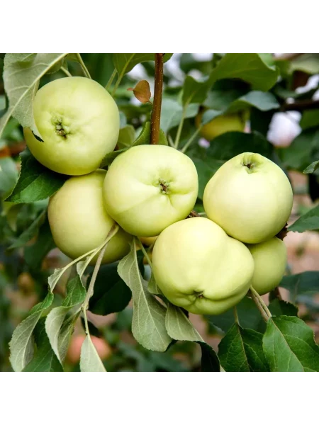 iset-belaya-4-217753