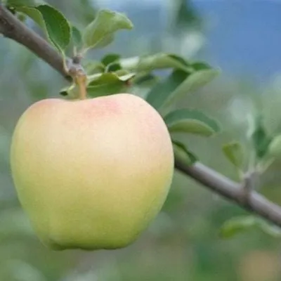 iset-belaya-6-217753