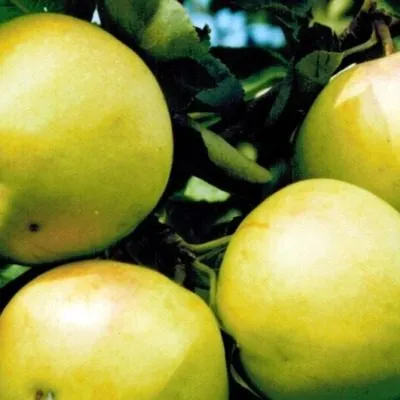 iset-belaya-7-217753