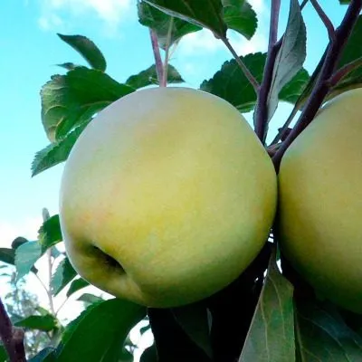 iset-belaya-8-217753