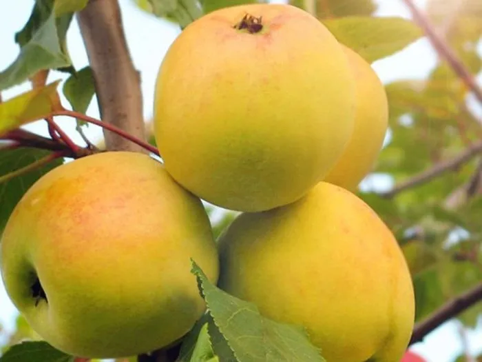 iset-belaya-main-217753