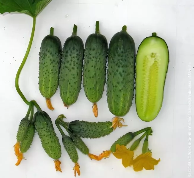 izumrudnyy-gorod-2-205966