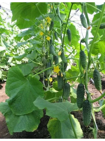 izumrudnyy-gorod-3-205966