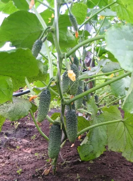 izumrudnyy-gorod-4-205966