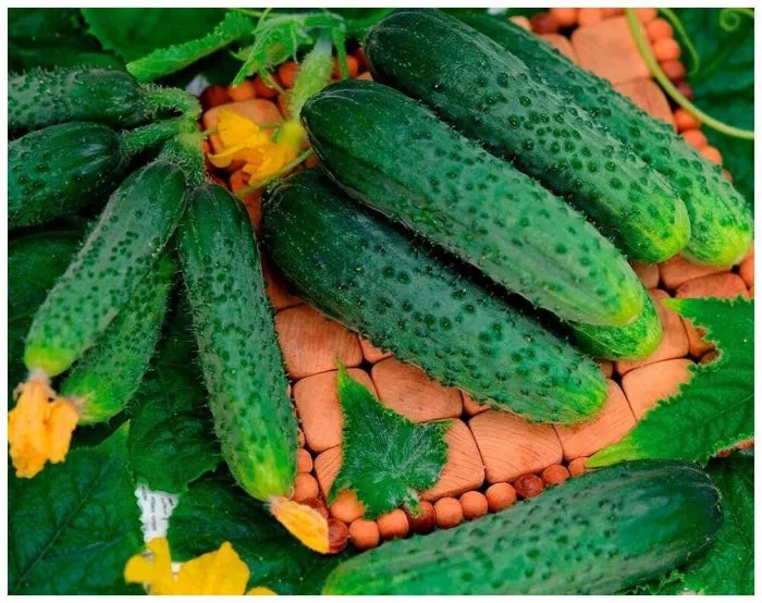 izumrudnyy-gorod-5-205966