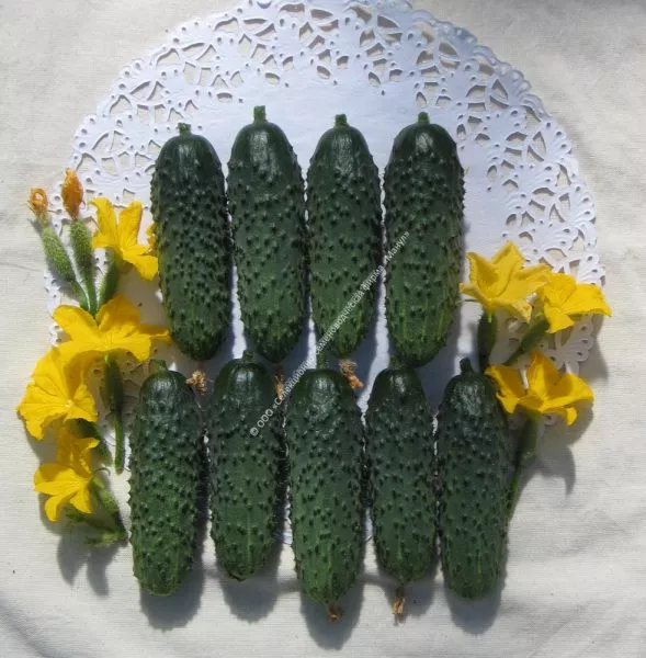 izumrudnyy-gorod-main-205966