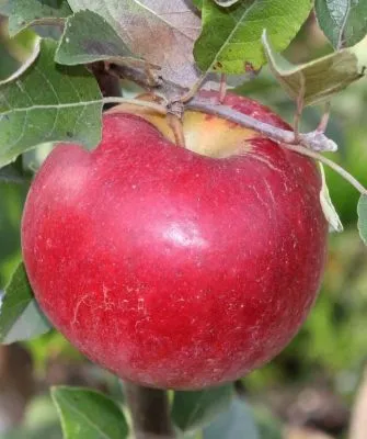 Карамельная
