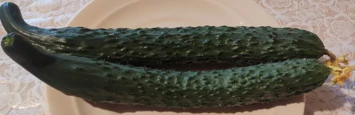 kitayskiy-dolgozhitel-1-206927