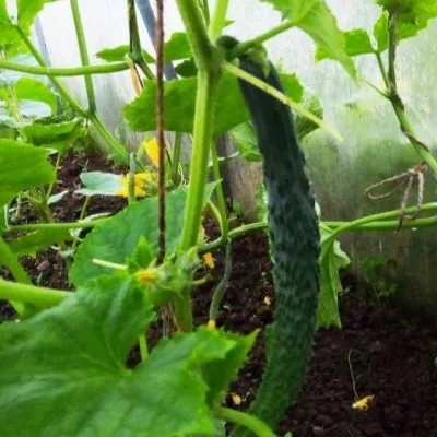 kitayskiy-dolgozhitel-5-206927