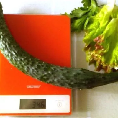 kitayskiy-dolgozhitel-6-206927