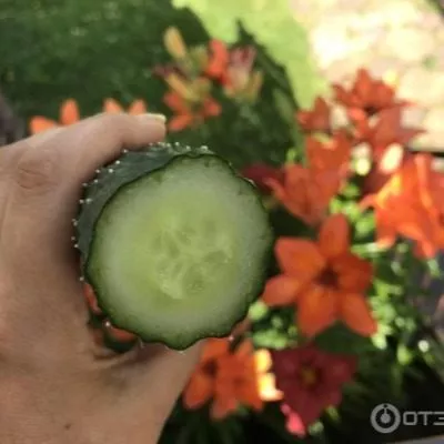 kitayskiy-dolgozhitel-7-206927