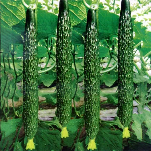 kitayskiy-sladkiy-3-205755