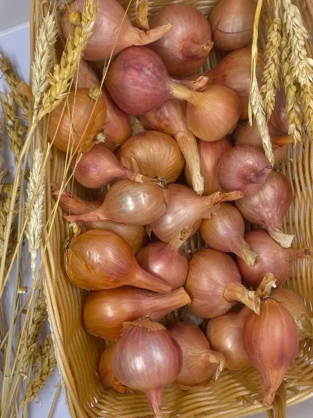 knyazhich-main-222404