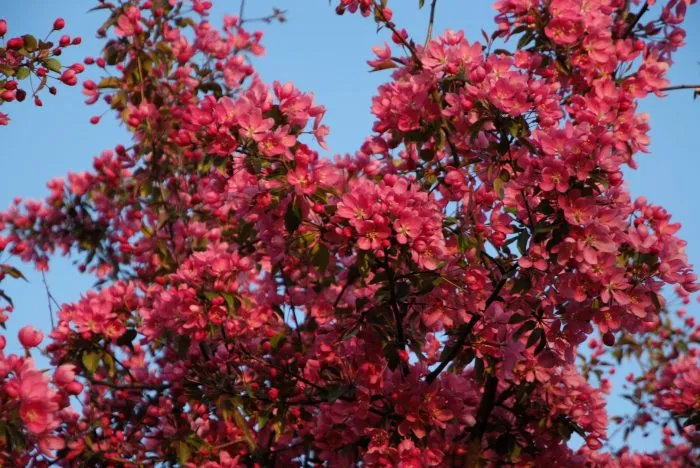 koktsinella-1-217481