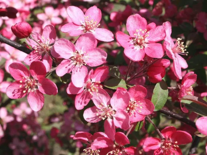 koktsinella-3-217481